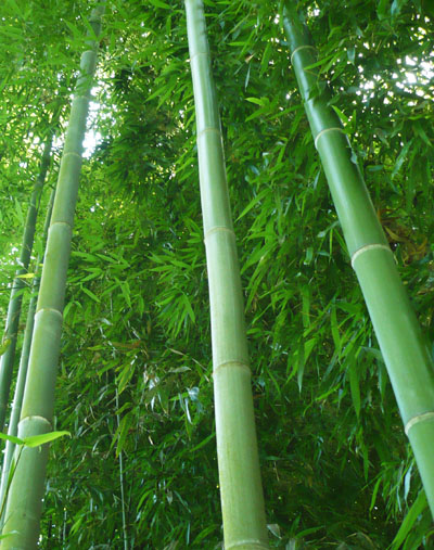 Japanese Timber Bamboo Madake